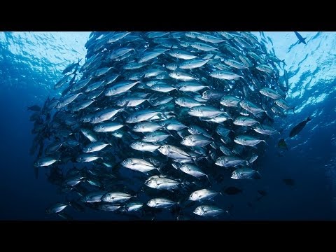 ジャッキー・サビッツ: 海を保護して世界に食料を