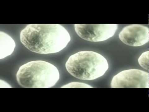 スーザン・リム: 臓器移植ではなく細胞移植を