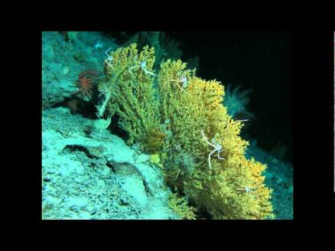 エディス・ウィダー: 不思議ですばらしい生物発光の世界