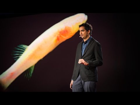 プロサンタ・チャクラバーティ: 盲目の洞窟魚に見る先史時代へのヒント