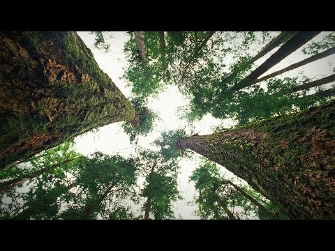TED日本語 - スザンヌ・シマード: 森で交わされる木々の会話 | デジタルキャスト