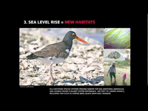 ケイト・オルフ: ニューヨークの川を牡蠣で蘇らせる!