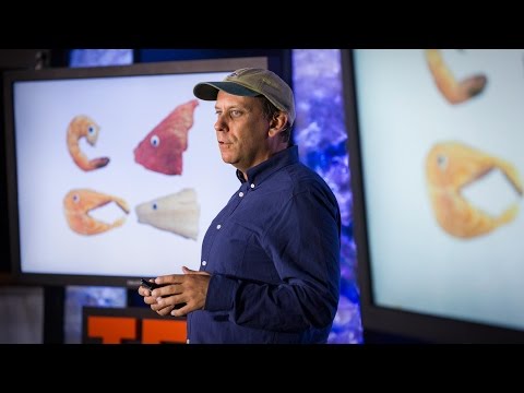 ポール・グリーンバーグ: 過食される4種類の魚 ― 代わりに何を食べるべきか