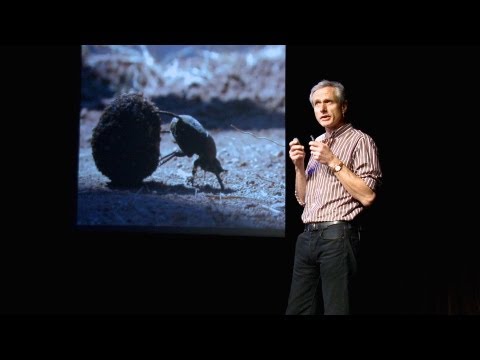 マーカス・バーン: フンコロガシの踊り