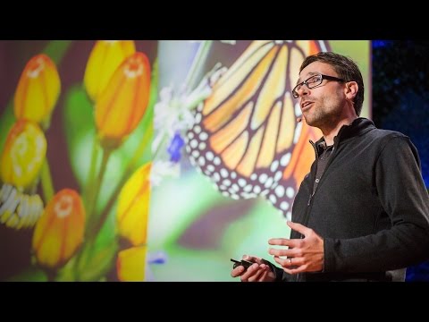 ジャープ・デ=ローデ: 自ら治療する蝶