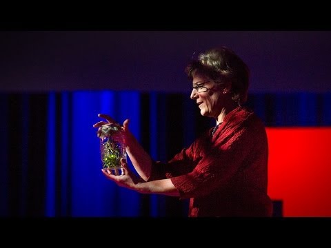 サラ・ルイス: ホタルの愛と偽り