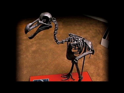 アダム・サヴェッジ: 飽くなき探求