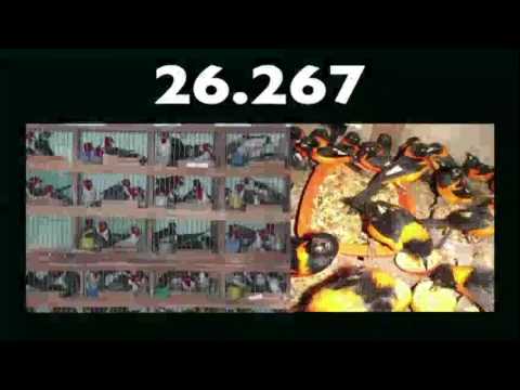 ジュリアナ・マチャド・フェレイラ: ブラジルにおける希少動物密売根絶の戦い